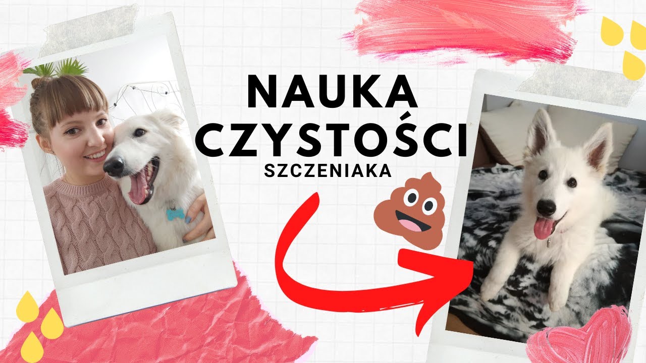 pieluchomajtki dla dorosłych tena essity