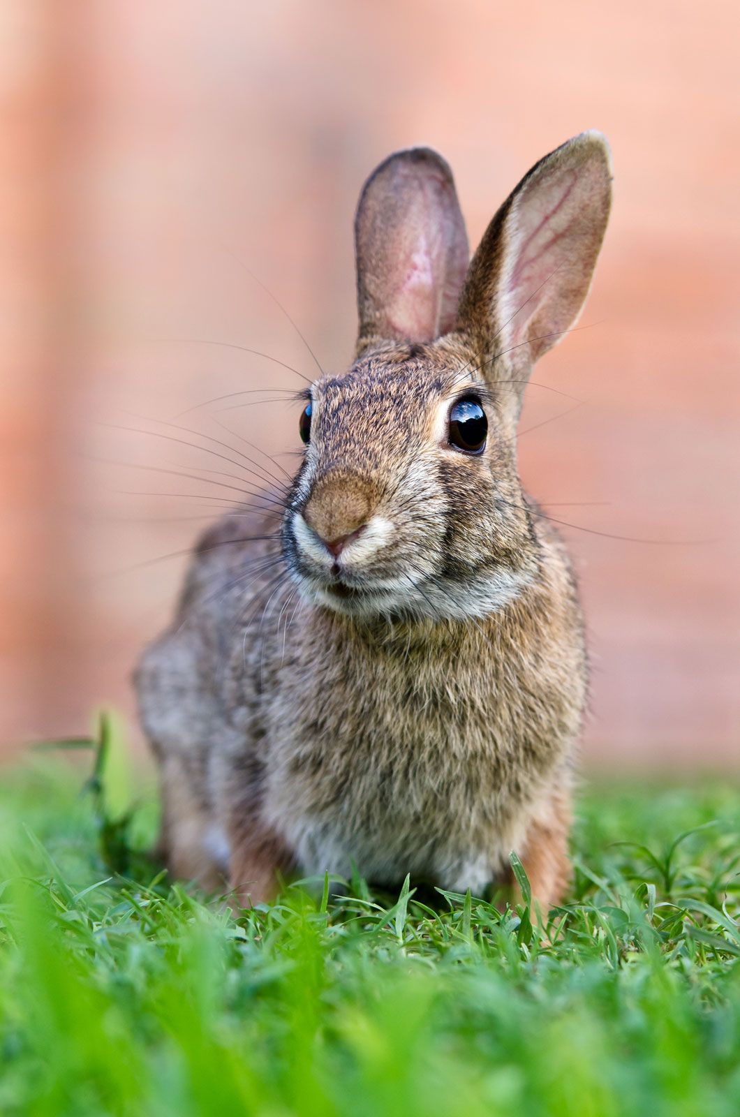 pieluchomajtki seni wrocław