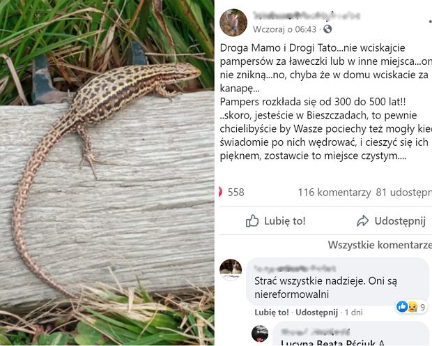 pieluchomajtki tena dla dorosłych cena